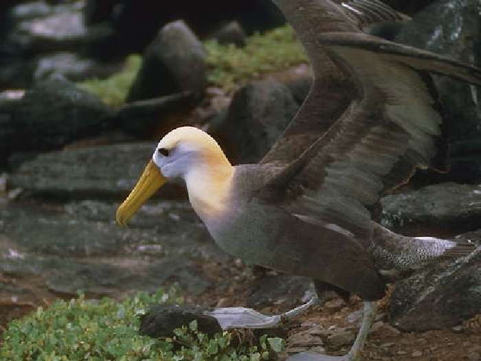 Волнистый альбатрос